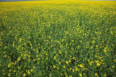 《爱丽丝：疯狂回归》重新上架Steam 同时加入PGP＆EA PLAY 